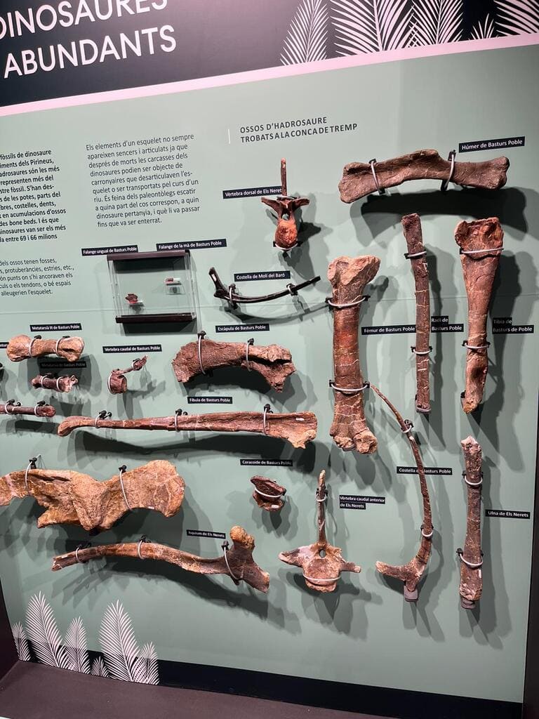 Ossos de dinosaure al Museu Conca d'ellà